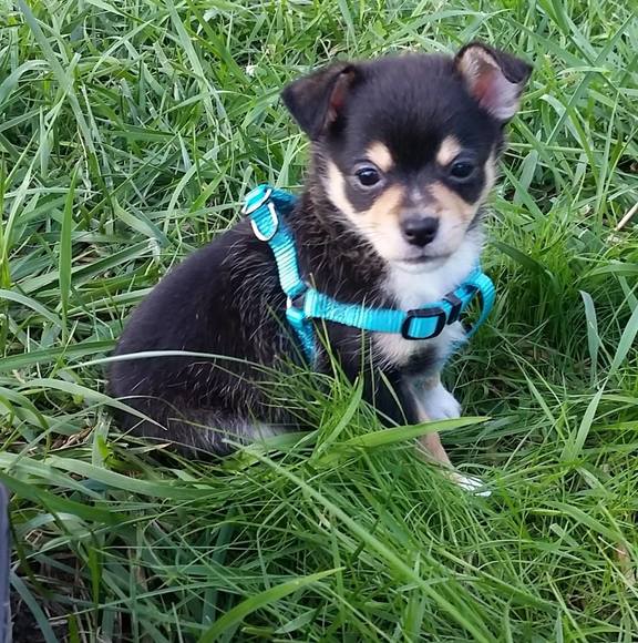 Meet your Posher, Tanya - Picture 1 of 1